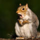 Illustration for article titled Snack-addicted squirrel adorably terrorizes Seattle playground